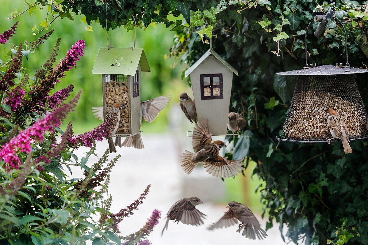 Types of songbird food and bird feeders